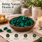 Pure Source India Green  Unscented Potpourri – Natural Dried Flower for Home Décor, Wedding Table Styling, DIY Crafts & Essential Oil Blending